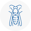 Colne Wasp Nest Removal